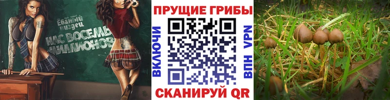 Псилоцибиновые грибы MAGIC MUSHROOMS Вольск